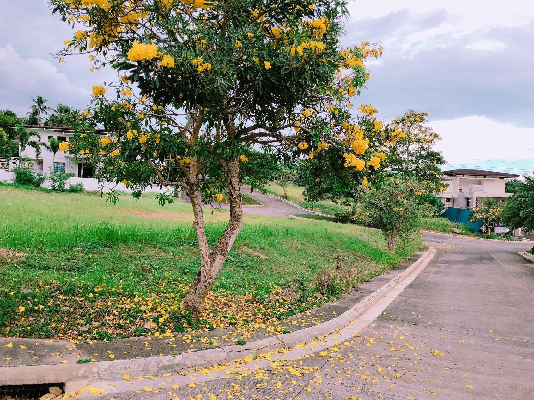 Amiya Resort and Residences 4